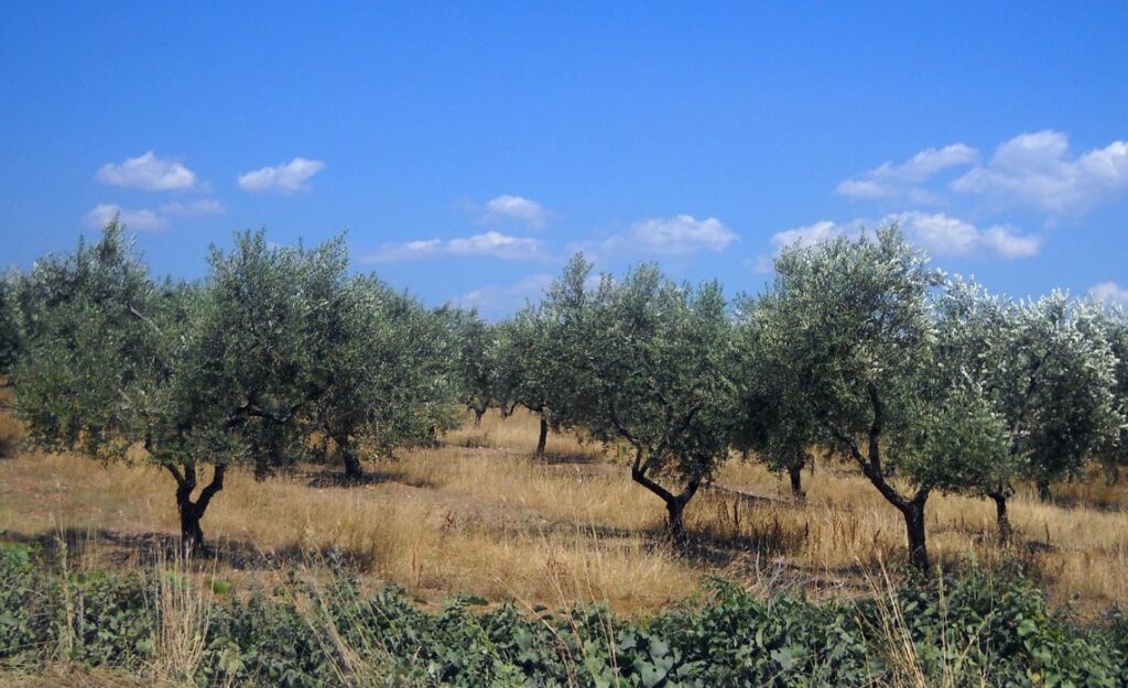 polyphénols huile d'olive
