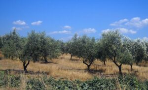 polyphénols huile d'olive