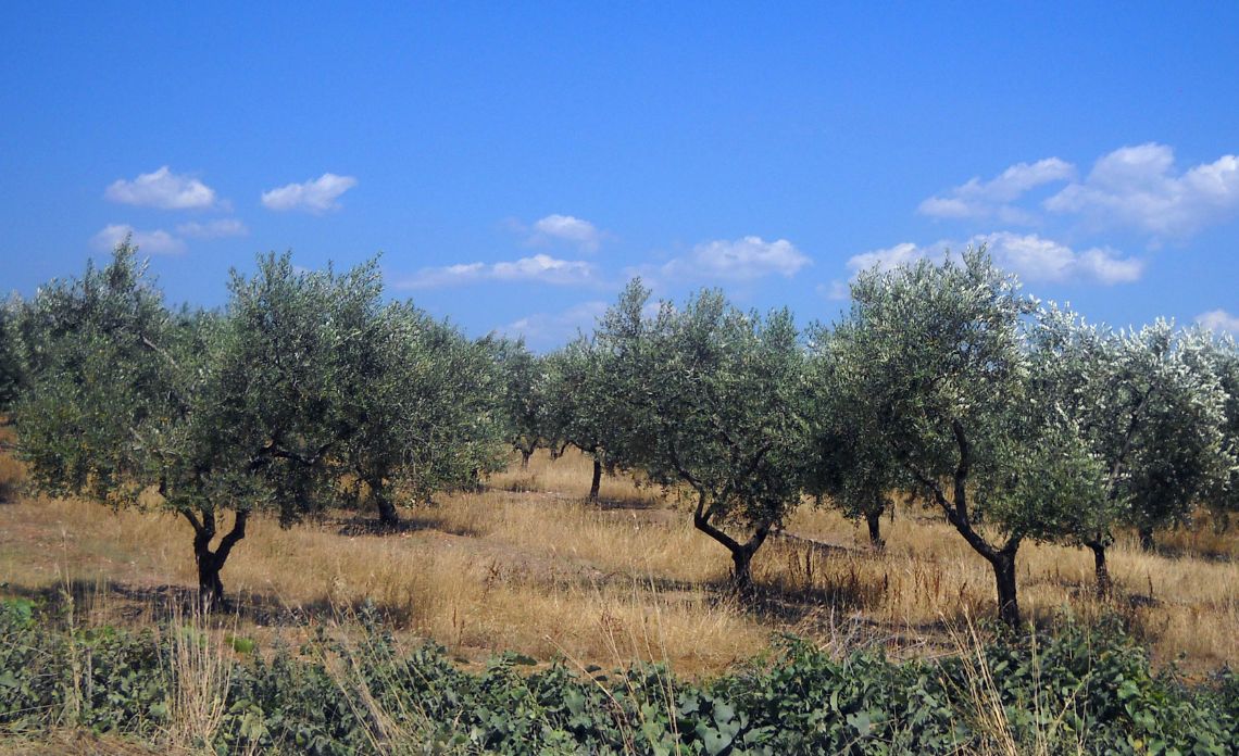polyphénols huile d'olive