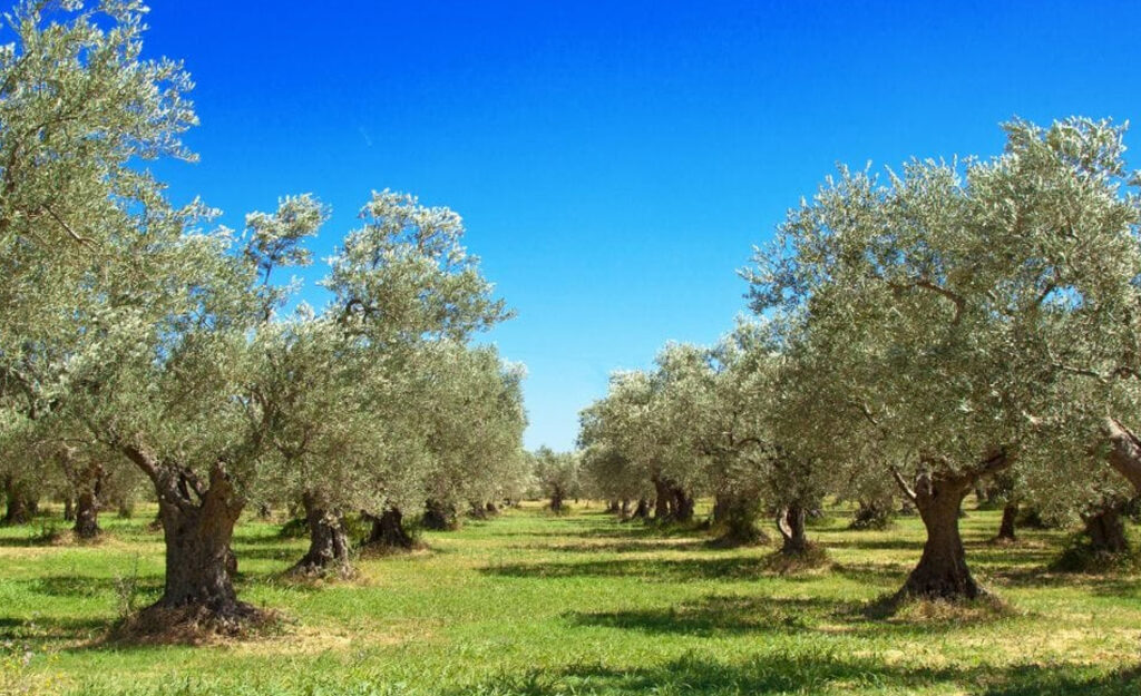 huile d’olive extra vierge