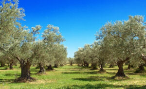 huile d’olive extra vierge