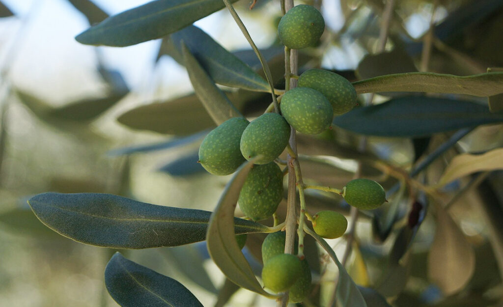 huile d'olive bio polyphénols