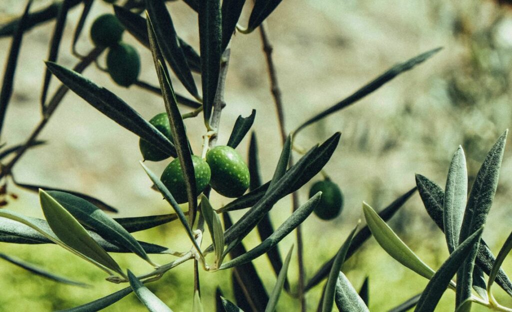 huile d'olive pression à froid