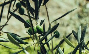 huile d'olive pression à froid