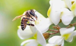 zoom sur le miel d'acacia