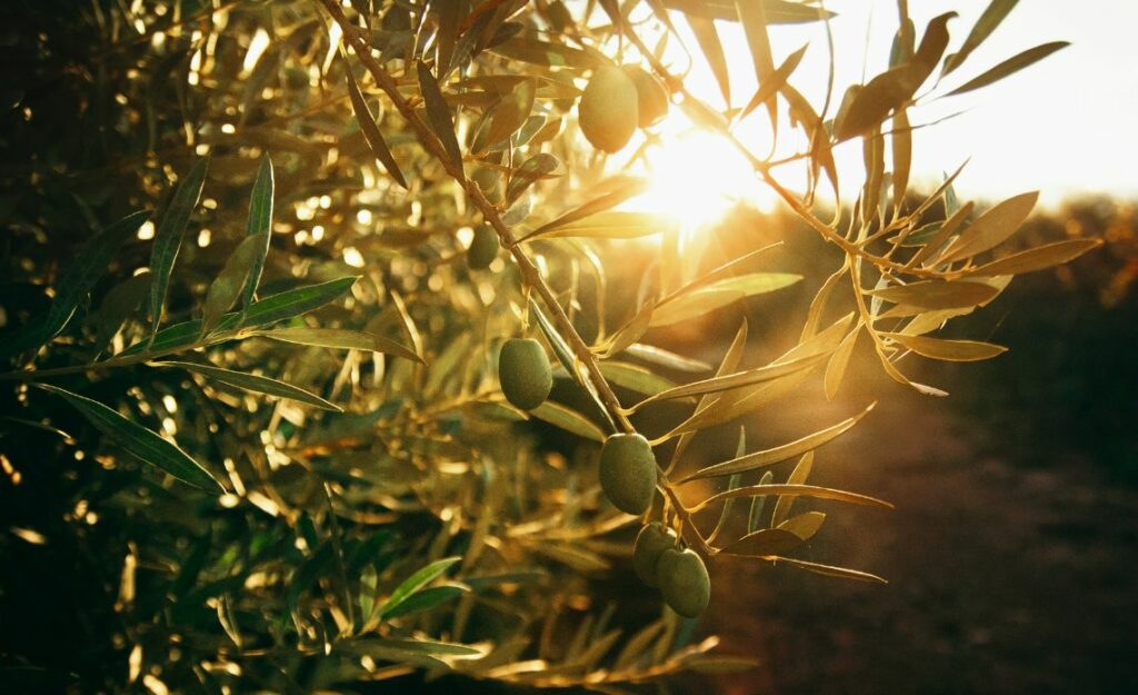 huile d'olive vs autres huiles