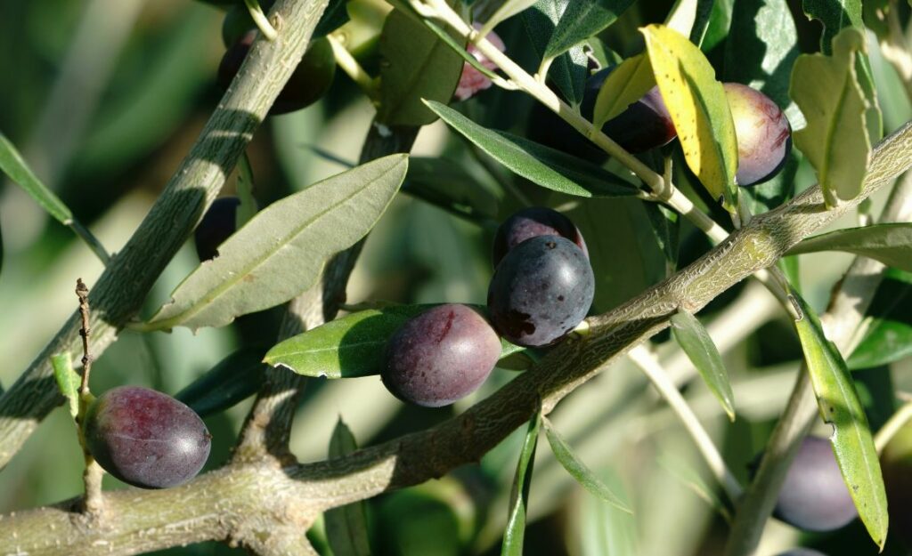 huile d'olive AOP Moulin de Haute Provence