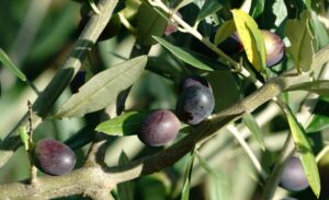 huile d'olive AOP Moulin de Haute Provence
