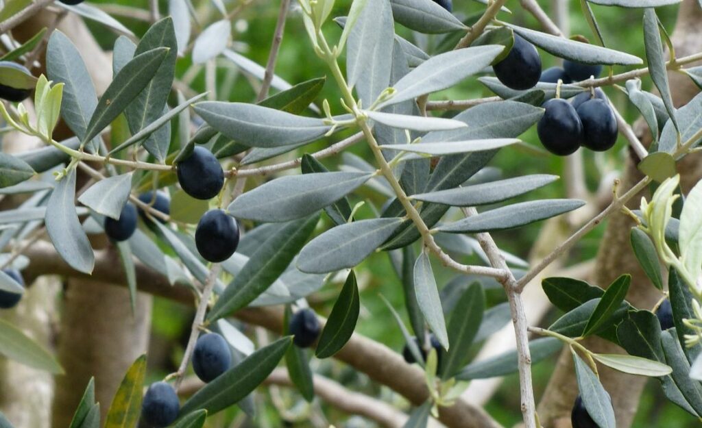 huile d'olive aop nyons en cuisine