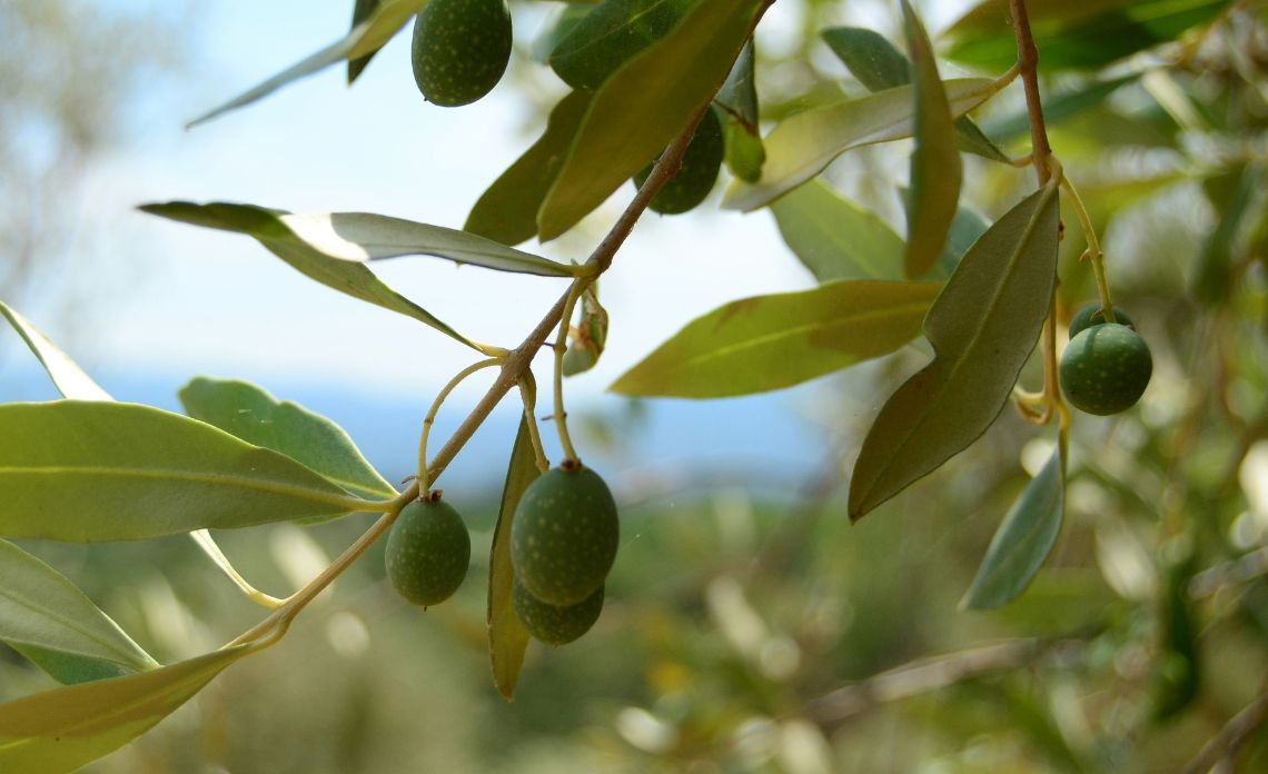 huile d'olive usages