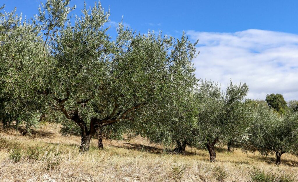 huile d'olive erreurs fréquentes