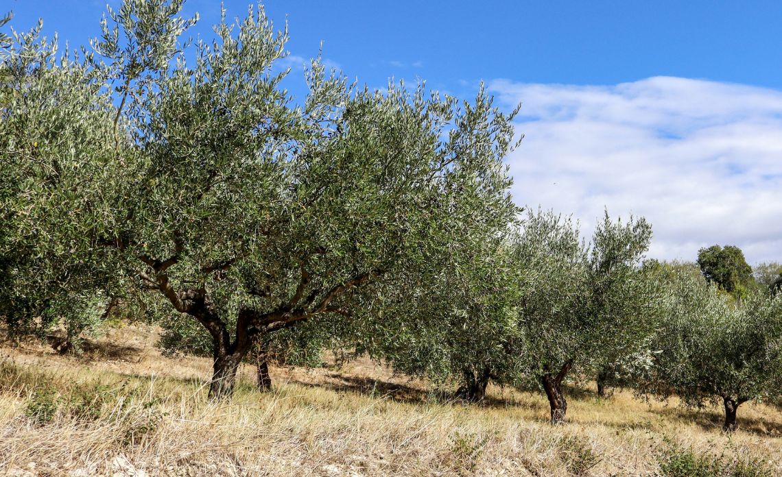huile d'olive erreurs fréquentes