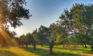 huile d'olive française été